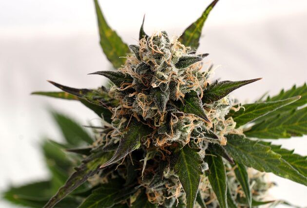 Graines de cannabis Auto Kickass féminisées de Kannabia pour intérieur et extérieur